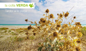 La Colla Verda organiza una nueva campaña de voluntariado en las playas de Sagunto