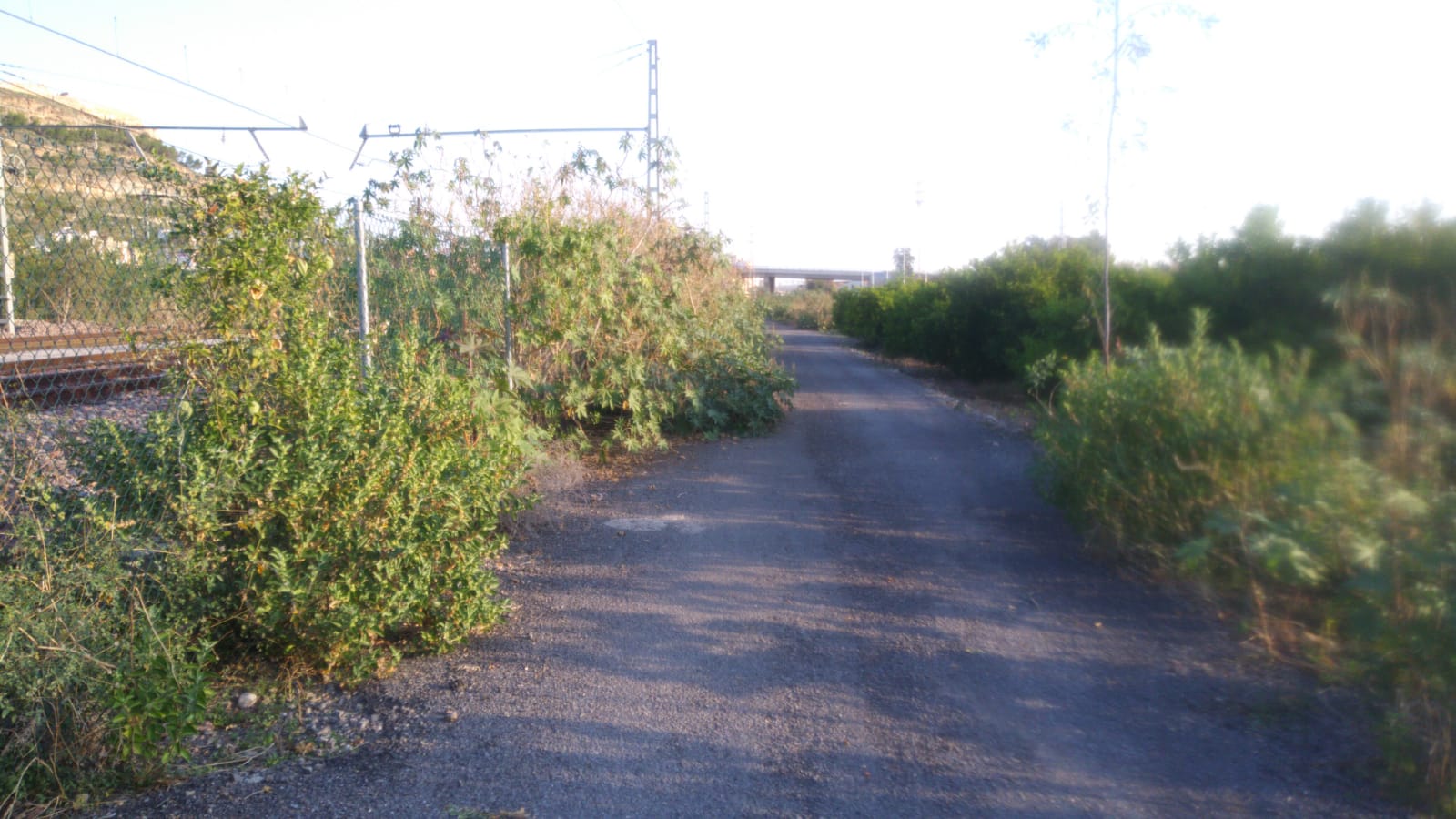 El Consell Agrari contrata a cinco desempleados agrarios para realizar actuaciones medioambientales en el camí dels Rolls