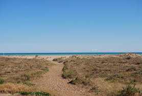 El chorlitejo patinegro nidifica por primera vez en la playa de Puerto de Sagunto 