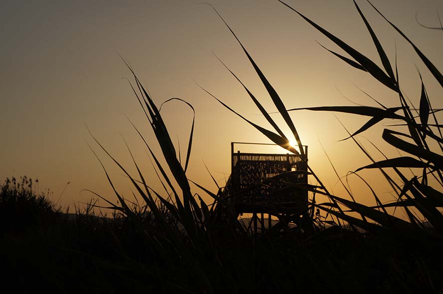 Acció Ecologista-Ágró y el Ayuntamiento de Sagunto organizan un verano de “Capvespres en La Casa Penya” 