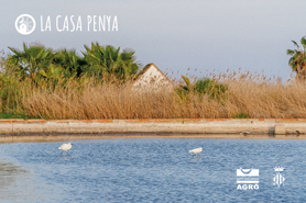 La Casa Penya estrena ‘Camins de l’aigua’, un vídeo que analiza el recorrido del agua por tres zonas húmedas valencianas de gran valor ambiental