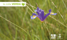 La Colla Verda organiza actividades de voluntariado para plantar vegetación acuática autóctona en la Finca de Peña 