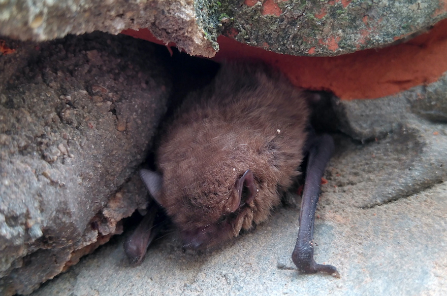 La Colla Verda y La Granja de Bitxos presentan los beneficios de la presencia de fauna urbana en los núcleos poblacionales