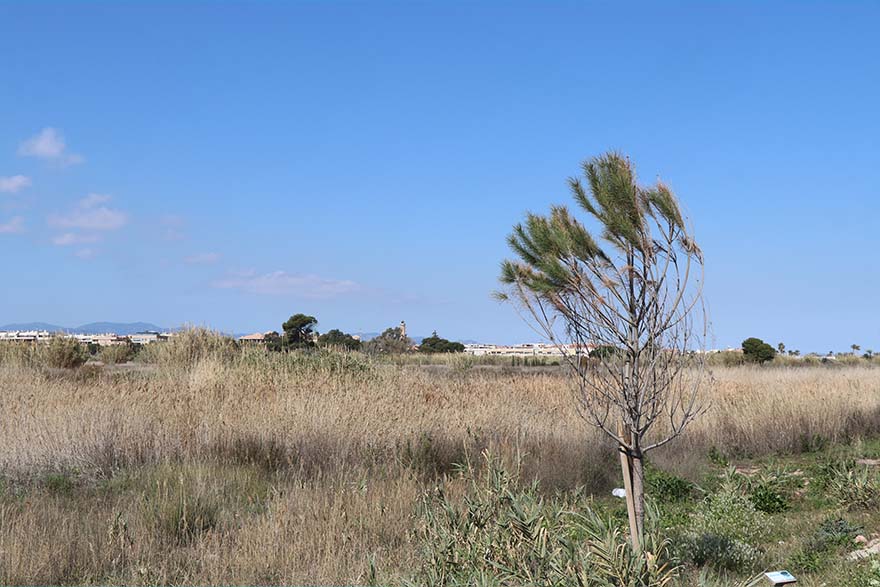 El Pleno Municipal invita a las administraciones competentes en el delta del río Palancia a constituir una entidad para su gestión y puesta en valor