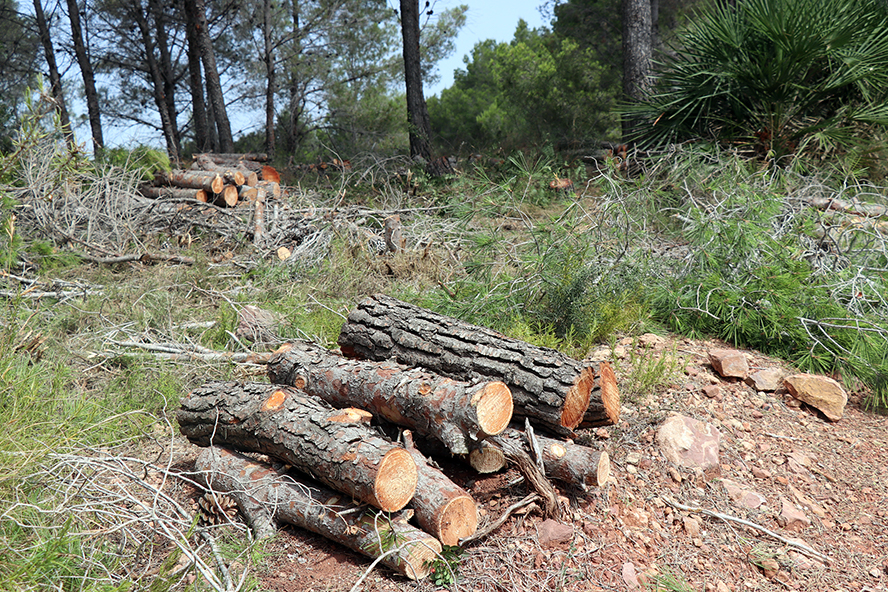 Termina la mejora del área cortafuegos de Romeu para reforzar la prevención de incendios en Sagunto 