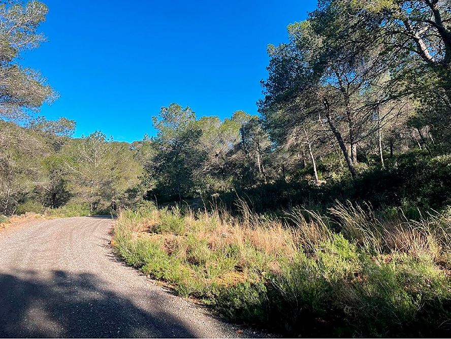 Sagunto adjudica el contrato de mejora del área cortafuegos en Romeu para reforzar la prevención de incendios