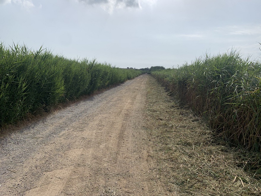 El Consell Local Agrari ejecuta y prepara labores de prevención contra inundaciones en la zona de Almardà 