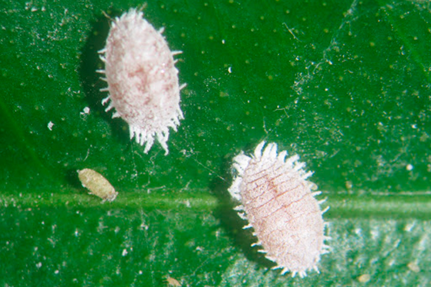 El Pleno del Ayuntamiento de Sagunto se compromete a combatir la plaga del cotonet en las próximas campañas agrícolas