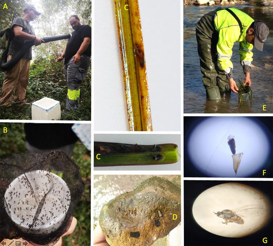 El departamento municipal de Sanidad consigue erradicar los primeros hallazgos importantes de la mosca negra en Sagunto a partir de un estudio de investigación 