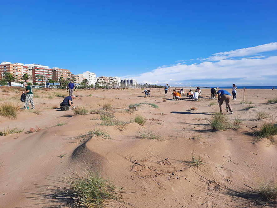 La Colla Verda cierra el 2024 con una plantación de flora dunar en la playa de Corinto