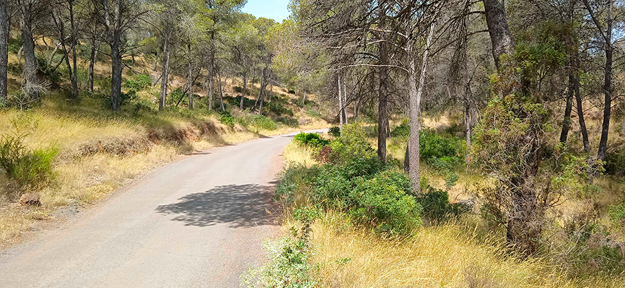 La Concejalía de Medio Ambiente abrirá un área cortafuegos a ambos lados del camino del Povitxol a lo largo de 2,2 km