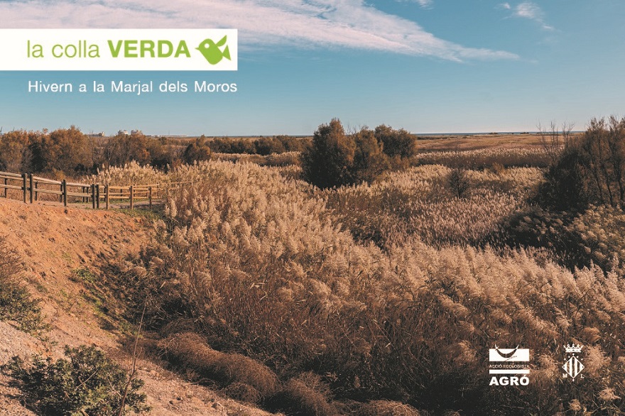 La Colla Verda inicia 2021 con una campaña de plantación en el Marjal dels Moros