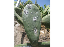 La delegación de Sanidad y Consumo informa de que el viernes se realizará un tratamiento contra la cochinilla voladora de las paleras