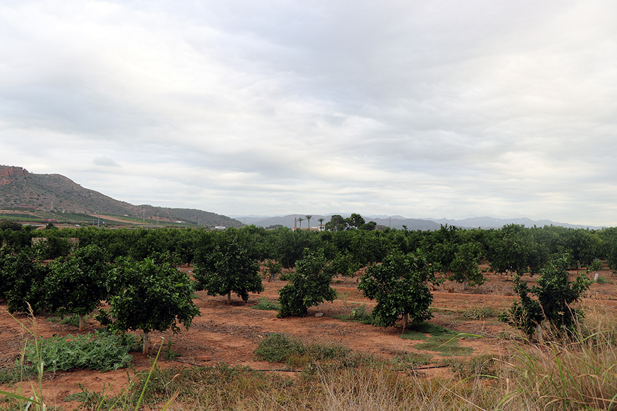 El Consistorio de Sagunto solicitará una rebaja en el índice de rendimiento del sector agrario