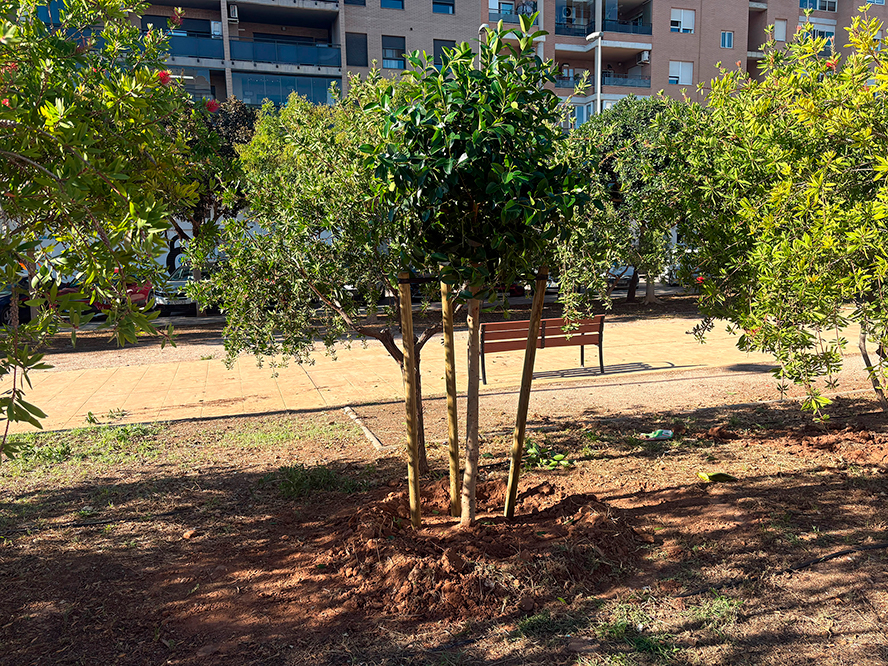 Sagunto pone en marcha la plantación de 268 nuevos árboles en sus calles y avenidas