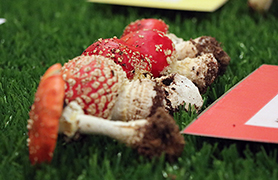 La Casa de Cultura Capellà Pallarés expone las setas recogidas en la excursión de las XXII Jornadas Micológicas en el Camp de Morvedre