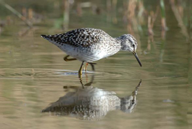 Visita guiada este domingo por La Casa Peña para conocer las aves del humedal 